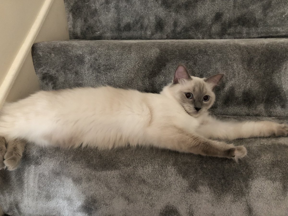 ChasTailsWales's tweet photo. Gorgeous Athena🐾🐱 #petsitting #swansea #petsitter #cats #ragdoll https://t.co/f3BcjlrCQr