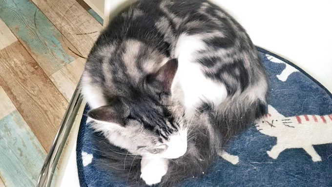 私の推し まだ仔猫ちゃん 