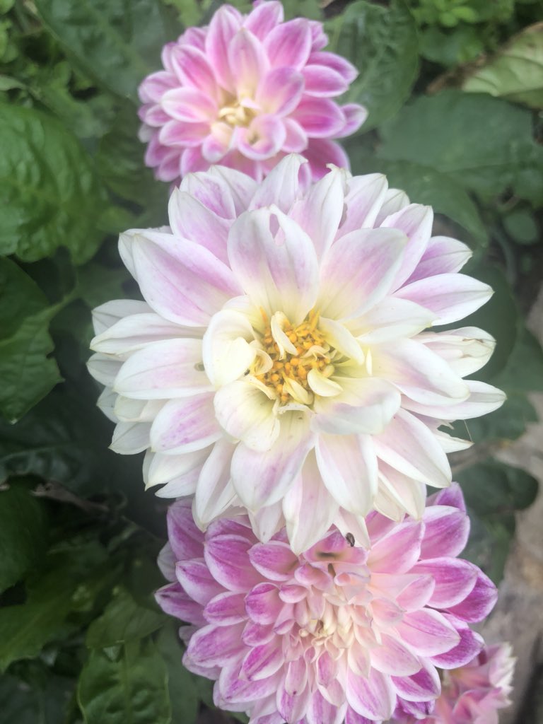 EscapedHere's tweet photo. Have some #simplepleasures #finallyflowering https://t.co/btLMS5IlJO