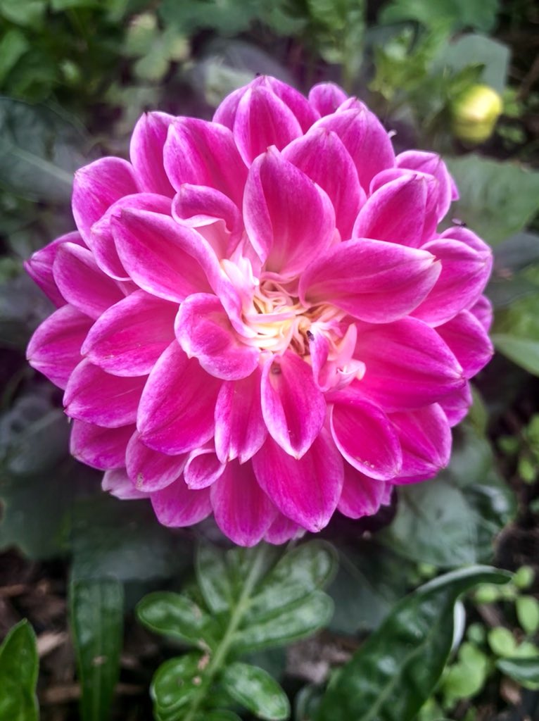 EscapedHere's tweet photo. Have some #simplepleasures #finallyflowering https://t.co/btLMS5IlJO