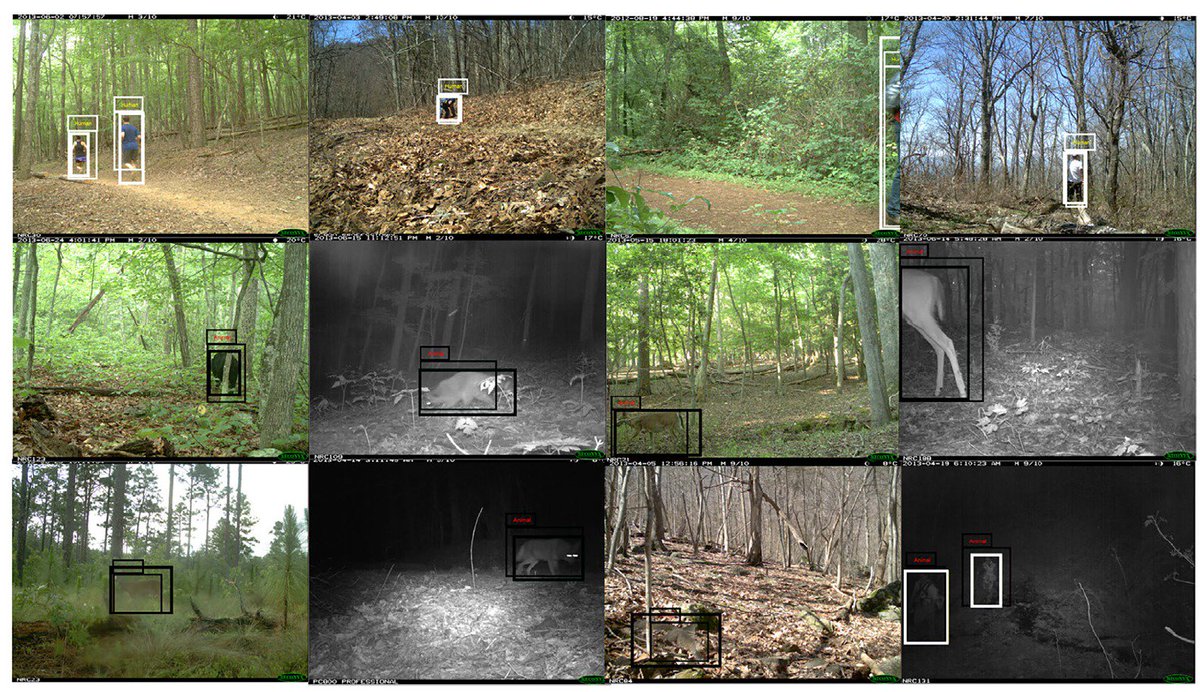 RolandKays's tweet photo. The first step to using #AI to ID species in camera trap photos is to figure out where the animal in inside the frame. Our new approach led by @HayderYousif23 is a big step towards total automated image processing.
#tech4wildlife #bigdata
https://t.co/PlRZFh34Sq https://t.co/cOjRBIdugs
