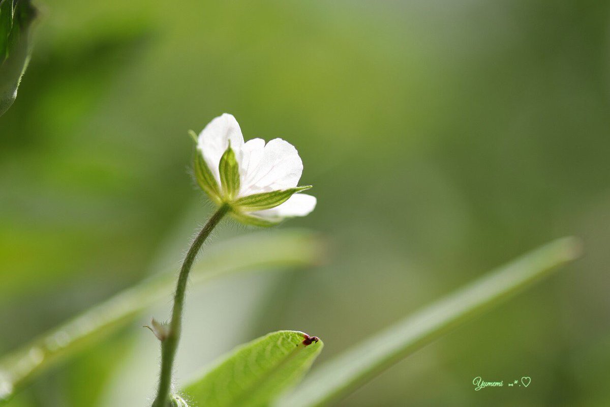 夢美 現の証拠 ゲンノショウコ 花言葉 心の強さ 花はピンクと白があり 西日本ではピンク 東日本では白が多い 夏から秋にかけて開花