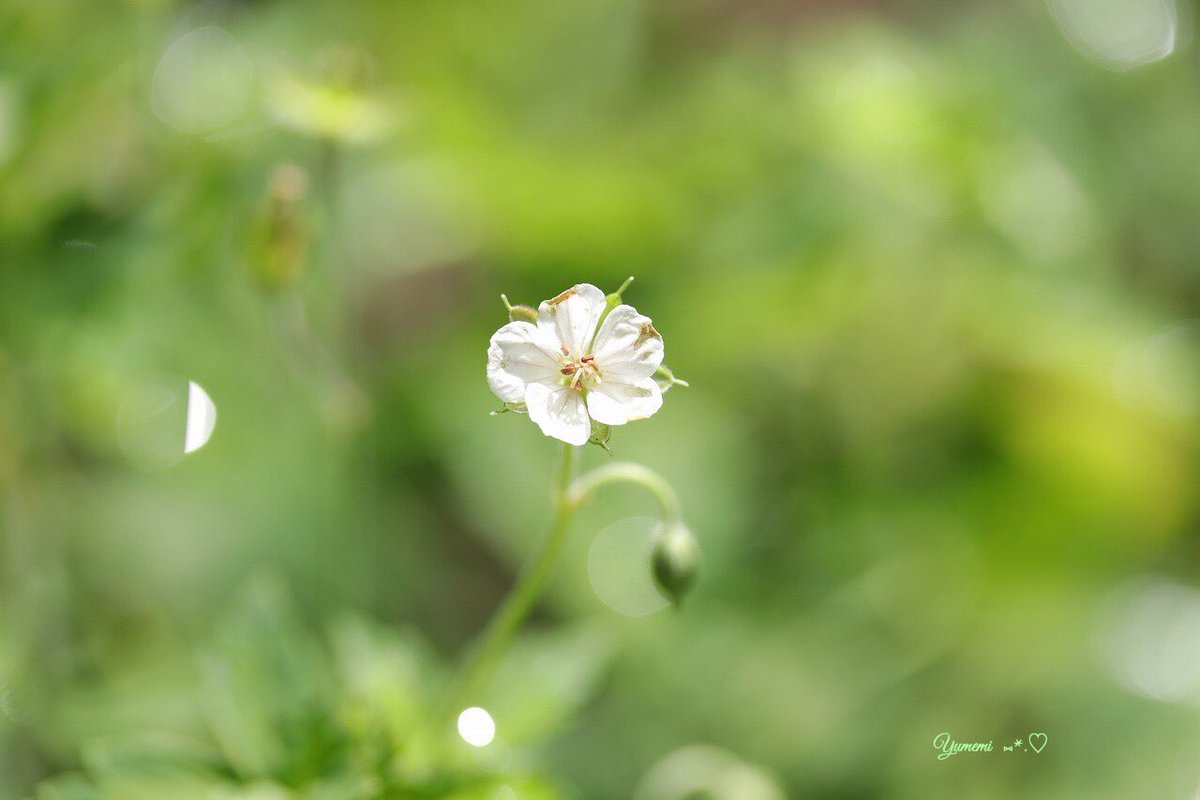 夢美 現の証拠 ゲンノショウコ 花言葉 心の強さ 花はピンクと白があり 西日本ではピンク 東日本では白が多い 夏から秋にかけて開花