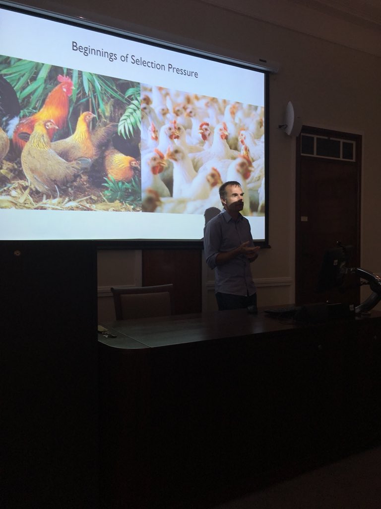 Chicken_project's tweet photo. So what has the impact of culture and religion been on Chicken genetic diversity? Let’s find out from @Greger_Larson https://t.co/Ks1SJV7UDq