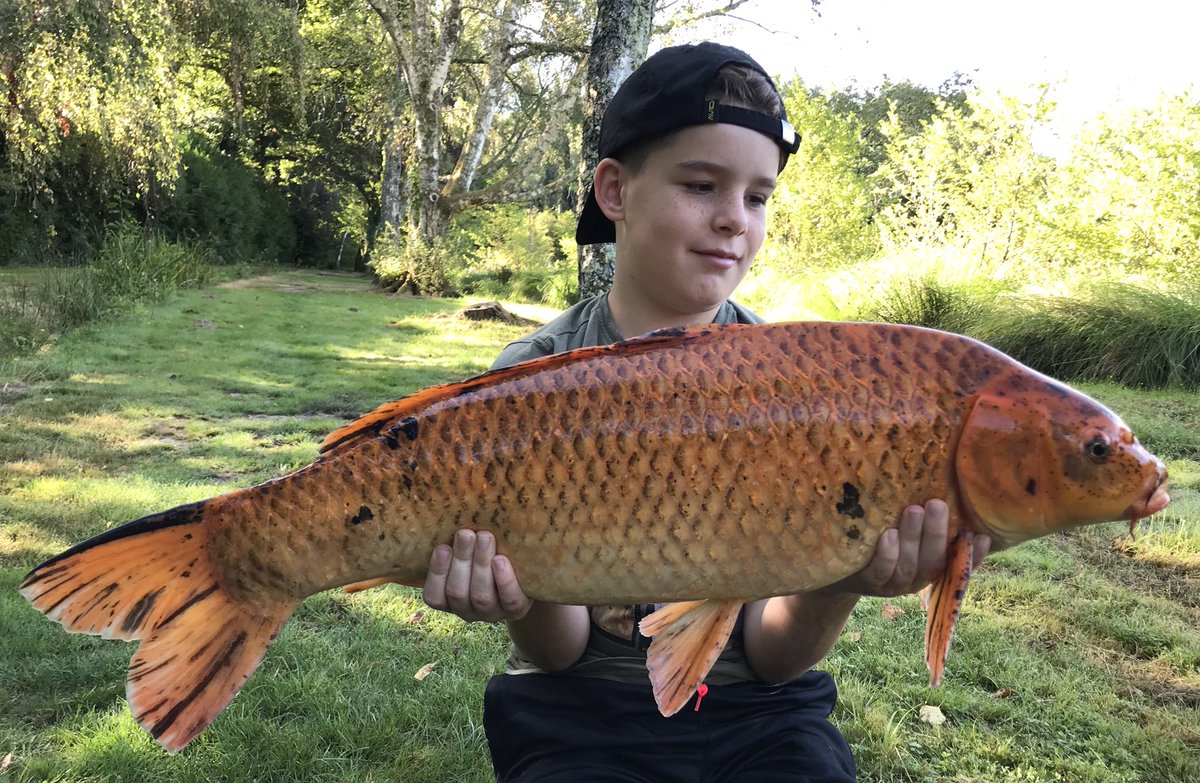 Ash_Lorraine1's tweet photo. My son Lloyd with his first French carp! A stunning koi at 14lb 04oz well done buddy! β€οΈπ«π·π£β€οΈπ«π·π£ #a2baits #koi #secretgarden https://t.co/3rRYKf0PH9