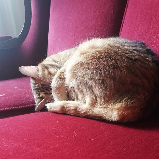 Purnauskis's tweet photo. Somebody turn off the sun, please! 😹 #viiru #sleepycat #toobright #catcafe #kissakahvila #purnauskis #tampere https://t.co/jPle84K7tA https://t.co/hXCSv1Bnaw