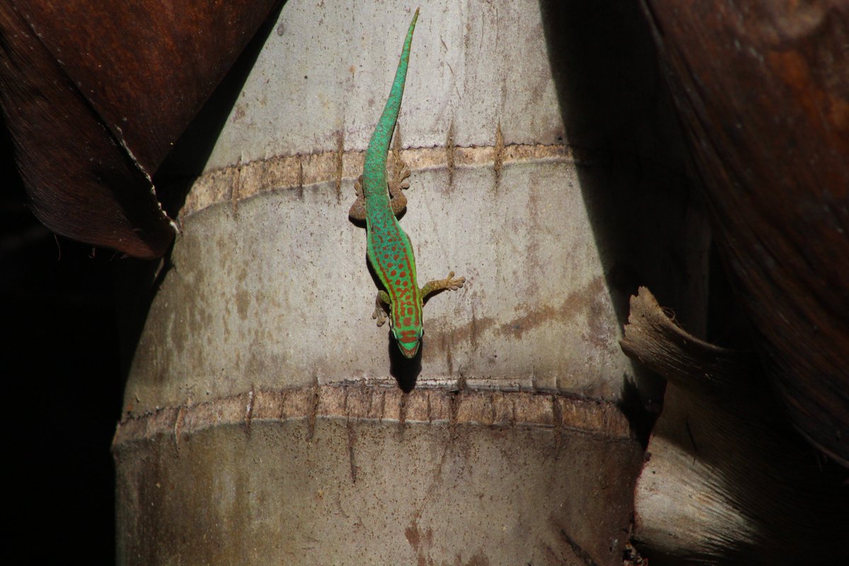 Ebony Forest Reserve tweet media