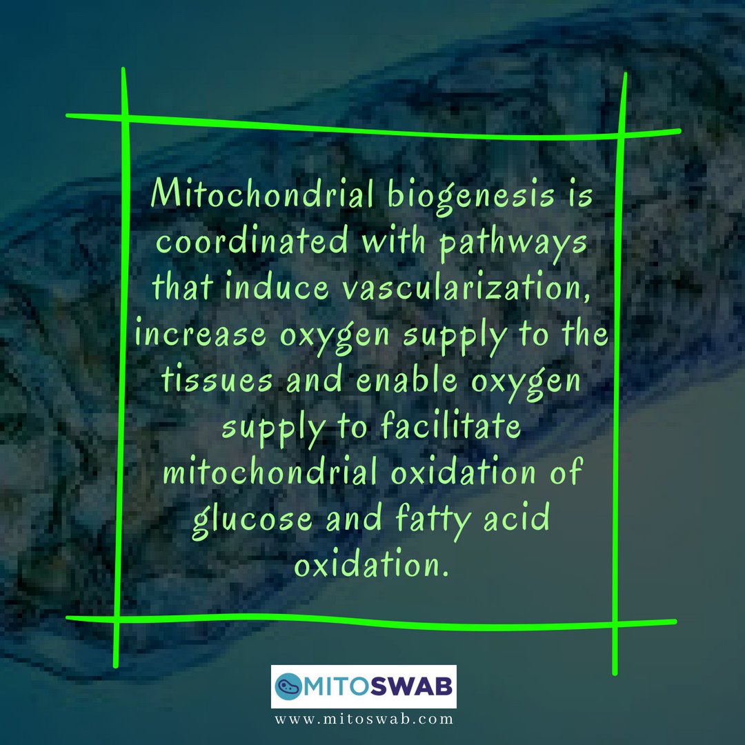 mitoswab's tweet image. #Mitochondrial #biogenesis is coordinated with pathways that induce #vascularization, increase #oxygen supply to the #tissues and enable oxygen supply to facilitate mitochondrial #oxidation of #glucose and #fattyacid oxidation @mitoswab