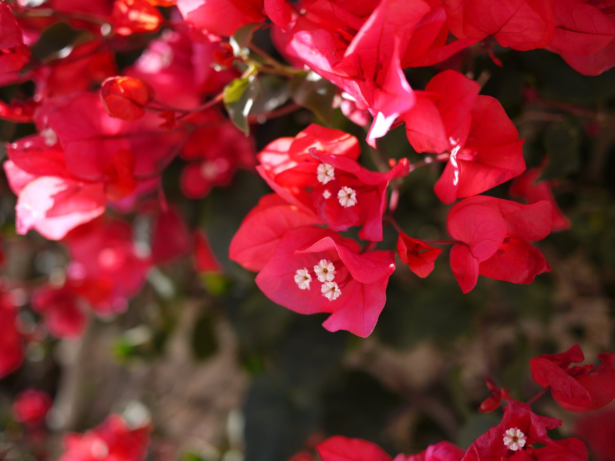Good morning my dear twitter friends!! Hope you have a lovely Wednesday🙂🙂🙂🤩
 Beautiful Bougainvillea (?) @ Mdina, Malta