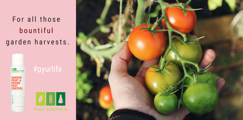 PyurSolutions's tweet photo. Good for any growing season. 🍅🥕🍋 #pyur 

Shop Pyur Plant at https://t.co/K1z25GFoTT https://t.co/6ukeTqlcdn