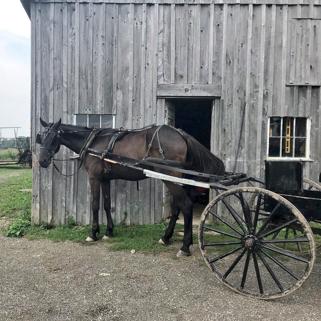 Slow down? Places &amp; spaces help. His wife assumed that he is in the back field. His horse was at the house, so he had returned from town where he made phone call. Think about the pace &amp; focus level at which we communicate. #Mindfulness #Farm #Chautauqua #NY #WNY #Communication