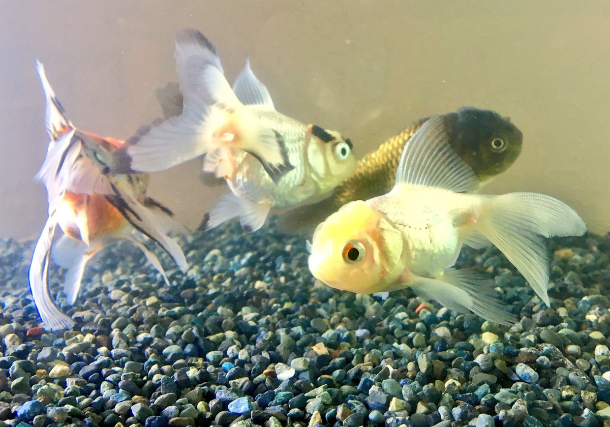 呂布000カルマ 金魚すくいは獲った後の飼育が肝なんで 欲張らず本当に欲しい1匹を狙うか 普通にお店で吟味して購入するのがおススメです 呂布000カルマ 金魚すくいは獲った後の飼育が肝なんで 欲張らず本当に欲しい1匹を狙うか 普通にお店で吟味して購入するのがおススメです