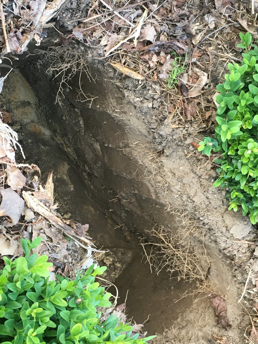 Boomkweker in de Kempen? Van plan uw grond grondig aan te pakken? Met ondersteuning van @wddommel  helpen <a href="/DelphyBoomteelt/">DelphyBoomteelt</a> en <a href="/Hesselmarketing/">Hesselmarketing</a> u. 3 bijeenkomsten met collega's,, 3 uur ondersteuning/ jaar. Start: 3 september Bergeijk. Uitnodiging?  e.hessel@hesselmarketing.nl