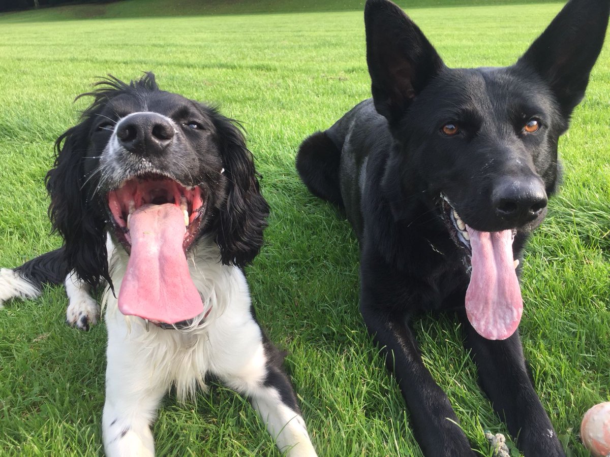 PSOSDogs's tweet photo. Another fine #TongueOutTuesday from #PDZiva and #TPDFrodo 👅👅🐾🐶 https://t.co/csMYWxJhG1