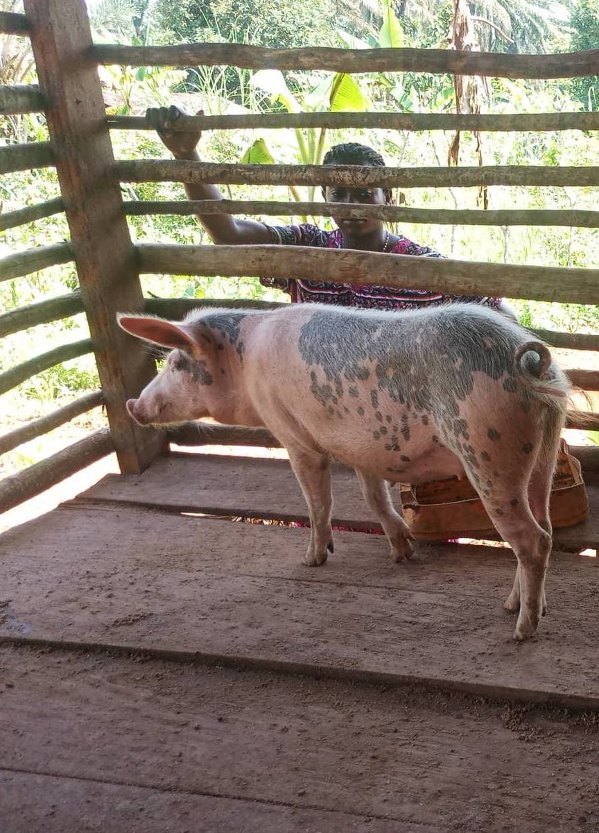 e4project's tweet photo. We have pregnant pigs! An update on our program, Animals of Opportunity - https://t.co/506cSIbAiY #congo #communitydevelopment #DRC #DRCongo #e4project https://t.co/1slboOlcpG