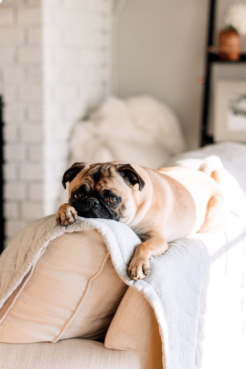 AdamHelpsCanada's tweet photo. With the long weekend coming do you have a plan for who's watching your pooch while you're away? Get a neighbour to help you out on #AdamHelps #Toronto #Calgary #LabourDayWeekend #TorontoDogs #CalgaryDogs https://t.co/KrG0EKCnOt