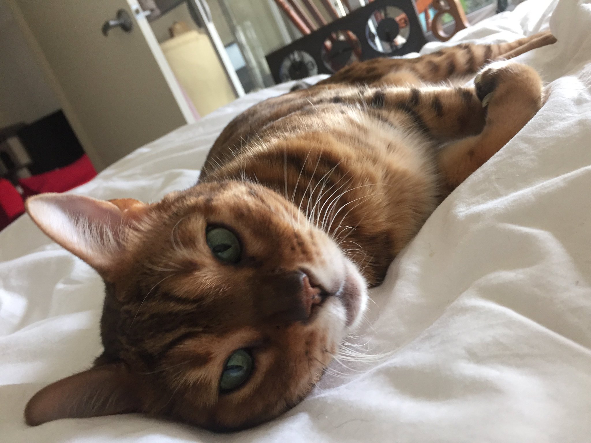 2 pic. It’s a year to the day I lost this little anchor. In most ways, life has moved on. In some, I’m stuck on the night it happened. I’ll be lighting a candle and raising a glass for the first and last time I’ll note this particular anniversary. Floof and Trippa help enormously 😢❤️ https://t.co/cCSrcNN8AX