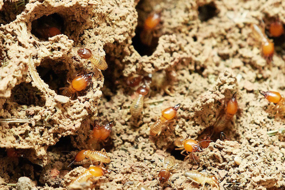 WildlifeMag's tweet photo. #TermiteTuesday
Did you know that the total weight of all of the termites in the world is more than the weight of all the humans in the world?
Find out more about these interesting insects: https://t.co/eg8BJtYEwU
📷 Pixabay / Creative Commons https://t.co/CzFMIwG4Kx