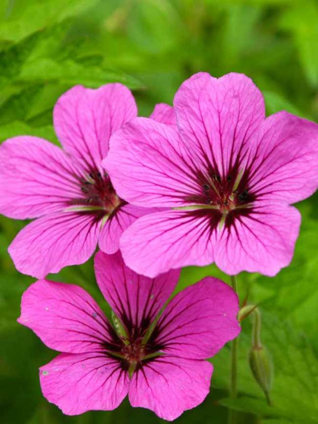 AATinctures's tweet photo. What Are the Benefits and Uses of Geranium? https://t.co/PeBIb3KhaL via @mercola
#alchemistalley #DrBowe #DrRacquel #holisticwellnessspecialists #healer #newageherbalist #metaphysicalherbalist #healer #healthiswealth #cbd #tincture #growth 
https://t.co/iRvpQI68Cs https://t.co/s5kQjsy0hr