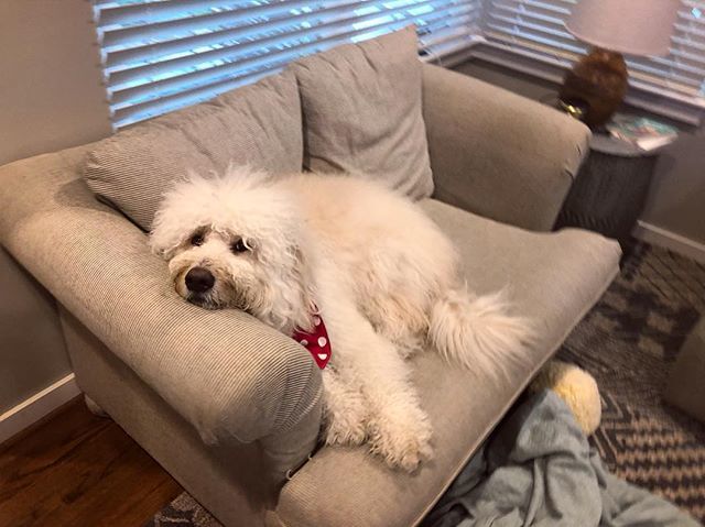 KirkTheFloof's tweet photo. Sorry, this spot is taken.  But I see there’s lots of room on the floor 😉 https://t.co/62TIoAT6Je https://t.co/hhdZRcNcGI
