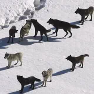 Kaymo_wolf's tweet image. Damned I hate it when I can be there for my friendsI really hate itThose who supported me at my first day in twitter
I can't make time sorry