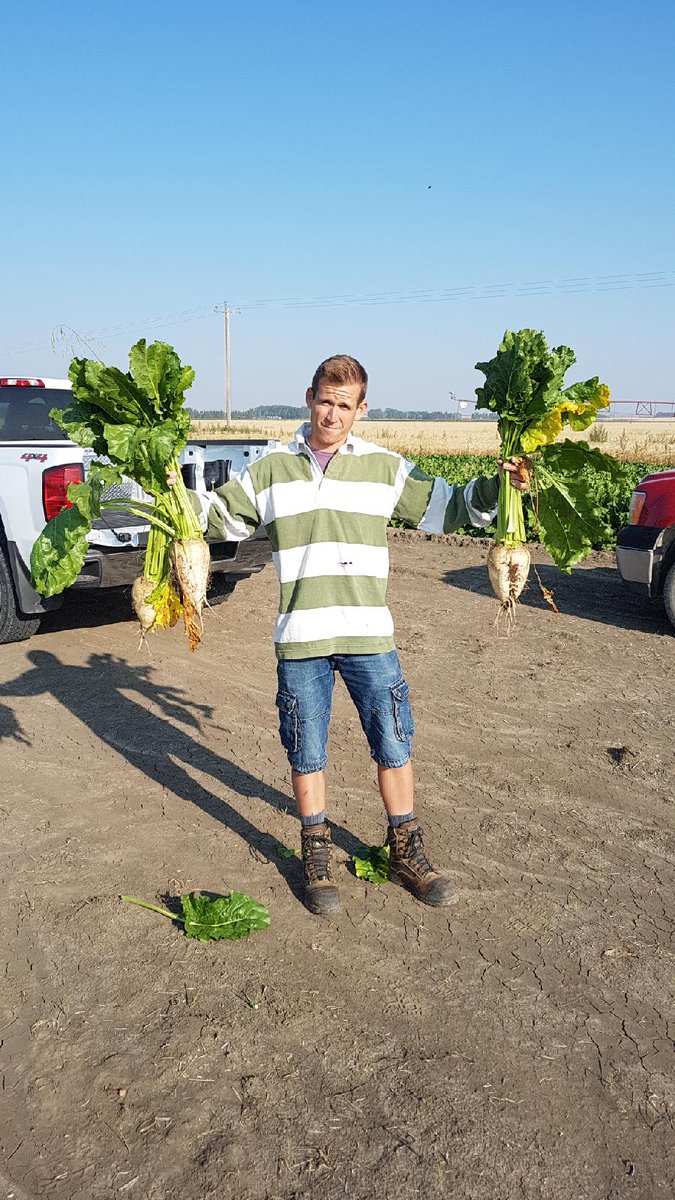 Jay Anderson from  Lantic Sugar showing off very nice 9328 roots pulled near Coaldale, Alberta CAN.
