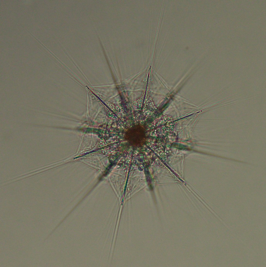 MargaretBrisbin's tweet photo. This is one of favorite acantharian photos that I've caught. I keep it on my desktop for when I need to see something pretty and rededicate myself to my research :) #tinypretties #tinyprettytuesday #protists #radiolarians #plankton #phdlife https://t.co/fuvK4yLN1M