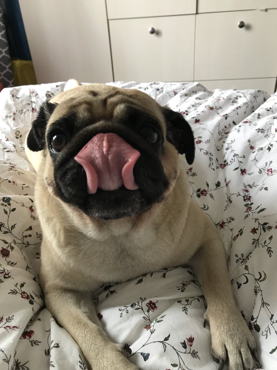 Happy #scribblepugtot #TongueOutTuesday