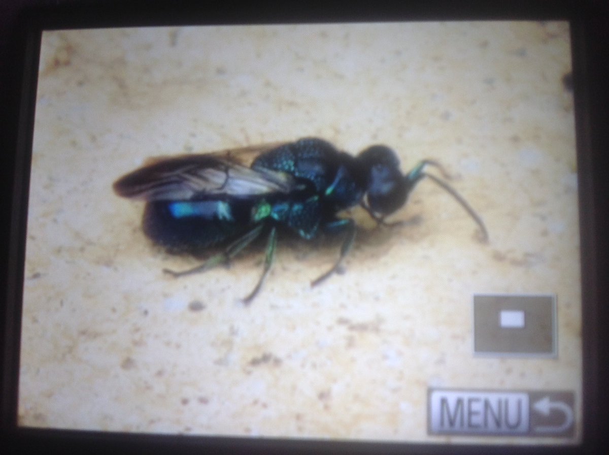 PeteKinsella2's tweet photo. Could this be the cuckoo wasp, Pseudomalus violaceus or perhaps Omalus aeneus? On the Merseyside coast today, so out of range for both these species? Any ID help much appreciated @StevenFalk1 #CuckooWasps https://t.co/1FPIO0BJCS