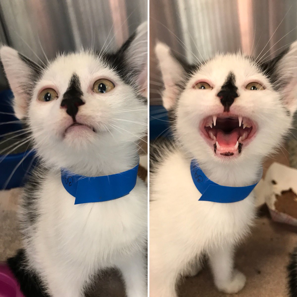 LollypopFarm's tweet photo. When you find out that tomorrow is #FreeCatDay. πΈ
Stop by #LollypopFarm or any of our adoption locations on 8/29 and bring home a feline friend for FREE! All cats go home vaccinated, microchipped, vet checked, and more. Find your purrrfect match: https://t.co/5QHck9jF6l. https://t.co/O1YlEcVakX
