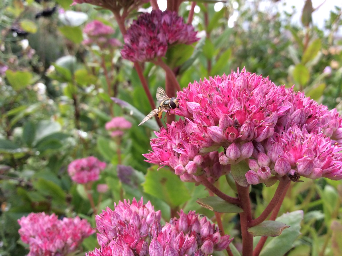 grantoncastle's tweet photo. Plant of the month for August 'Orpine' a native sedum great for bees, butterflies and hoverflies at this time of year @KSBScotland @EdinLandscape @greenspacescot #PollinatorPledge https://t.co/iFlAnDPMYB