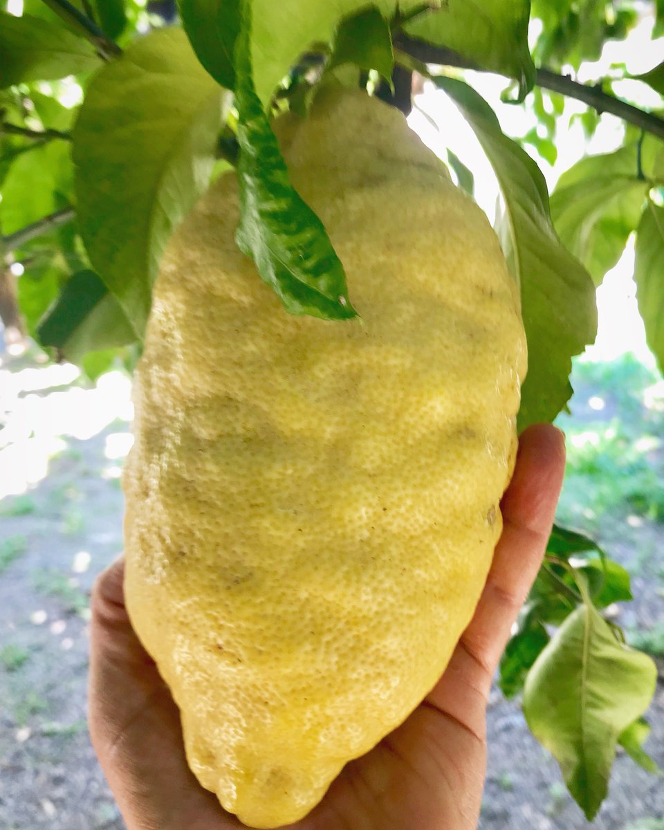 salaceto's tweet photo. Her Majesty 🔝 ... #Amalfilemon #sfusatoamalfitano ... quasi 2 palmi della mia mano 🤚 🤚....
#amalficoast #wonderlemon #lemon #acetofamily #organicfarm #lemons #amalfilemons #lemontour #educationaltour #wholovelemons #lemonmind🍋 https://t.co/Ne42C3RQra