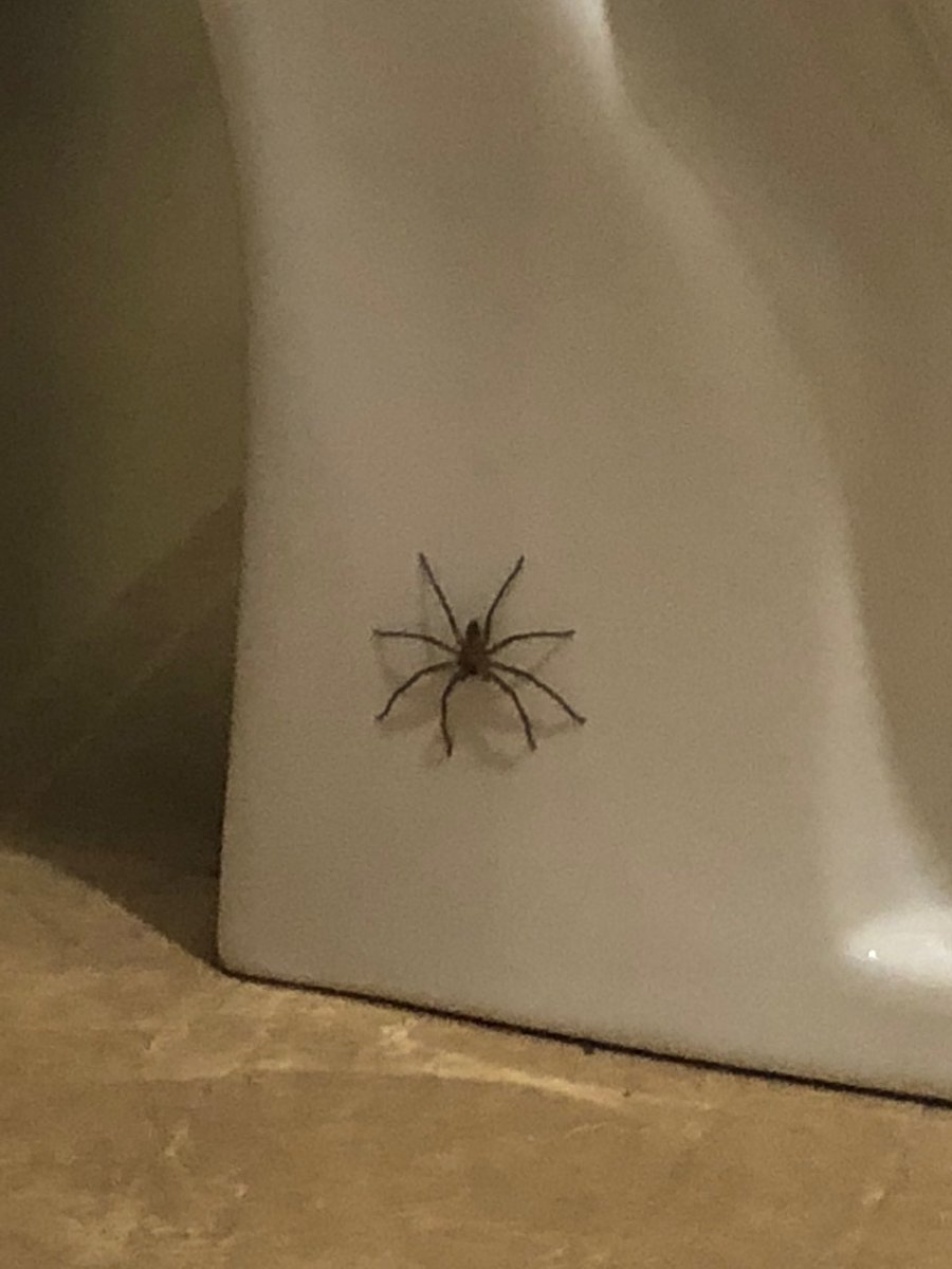 ProphetGoldman's tweet photo. RIP The Juice. I was cool with you living under my toilet but the shower was off limits. I didnโt want you to die #maybeidid #byebye ๐ท https://t.co/PPH0d9Zrs7