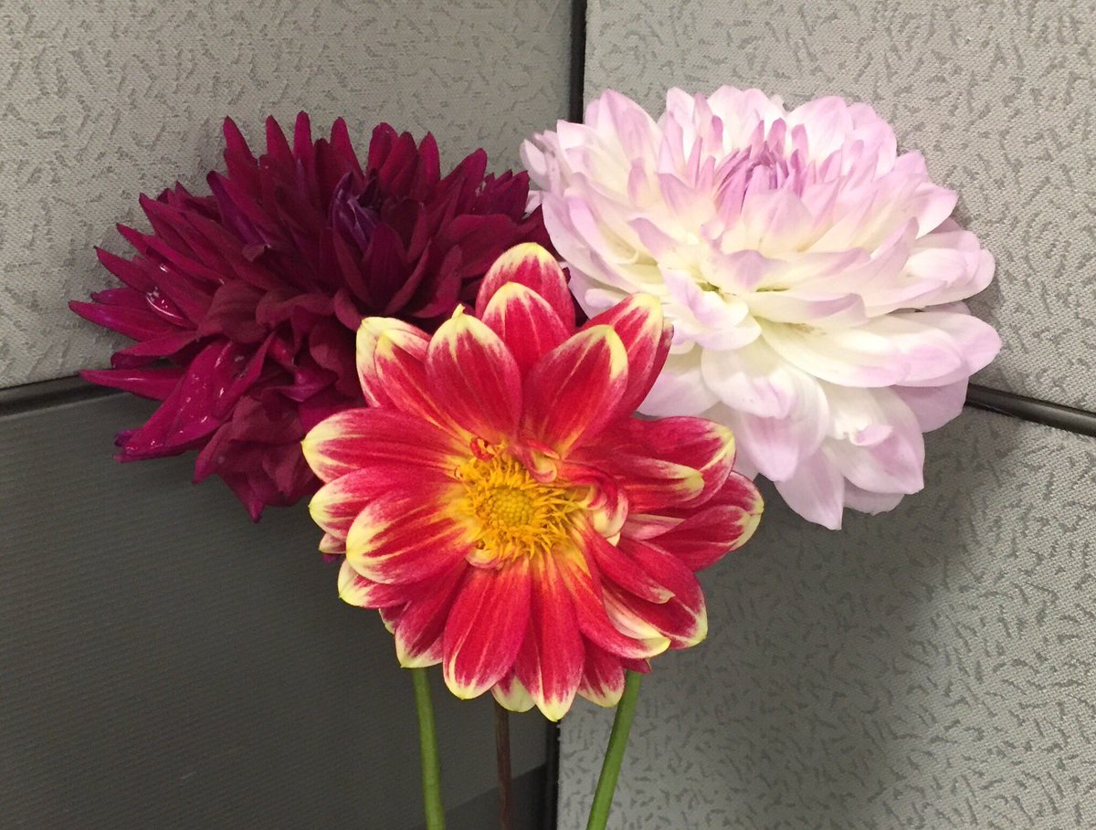 DebNotDebra's tweet image. Day 2. Someone gave me flowers on my way in to work 💕 #WorkingAtTR