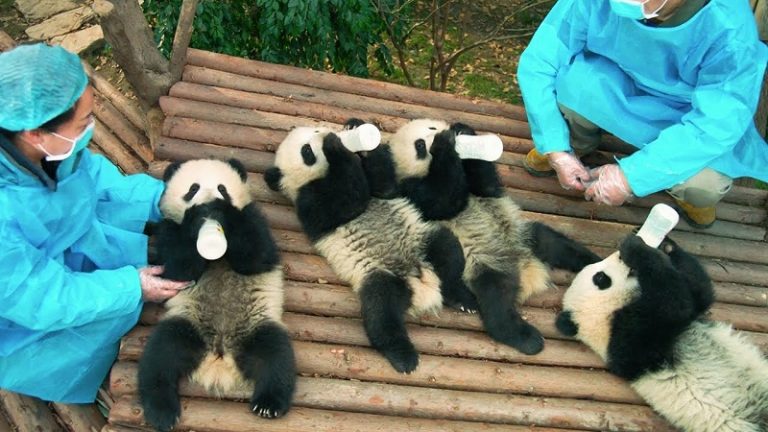 imaxindy's tweet photo. Experience the unbearable cuteness today. https://t.co/Iax1Curuak #IMAXPandas #Indy https://t.co/w7T0v9ONNq