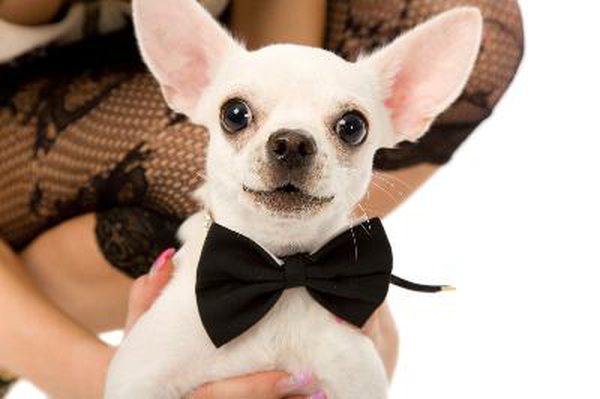 ZacXoTranscript's tweet image. August 28th- National Bow Tie Day !!!
#NationalBowtieDay