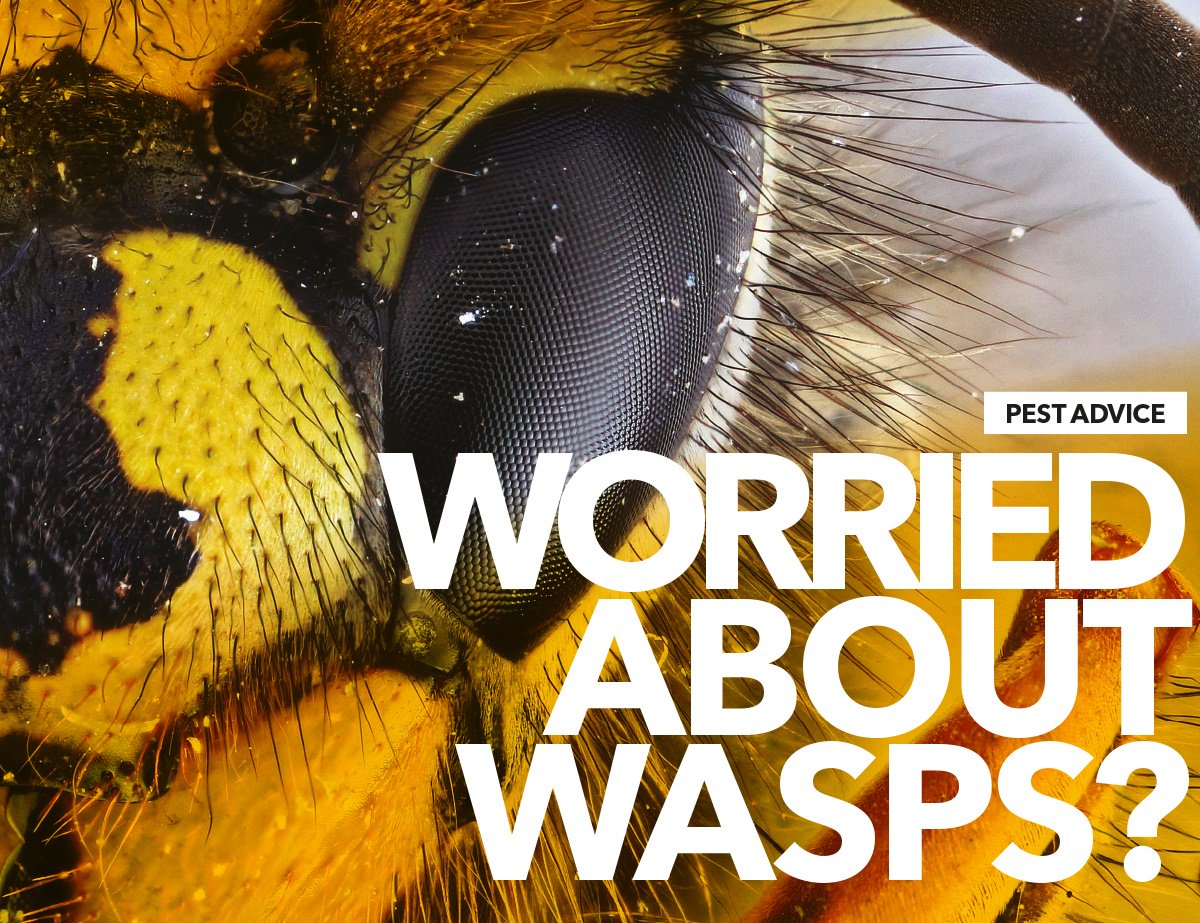 britpestcontrol tweet picture