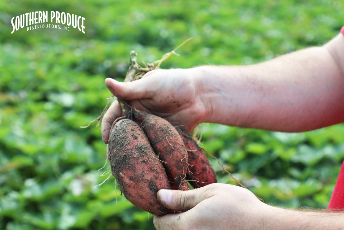 BestSweetPotato's tweet photo. Many hard-working hands contribute to making our Sweet Potato crop a success 🍠 Thank you to everyone, and happy digging season! 🚜 #BestSweetPotato #SweetPotatoSeason https://t.co/aasHzfl5G6