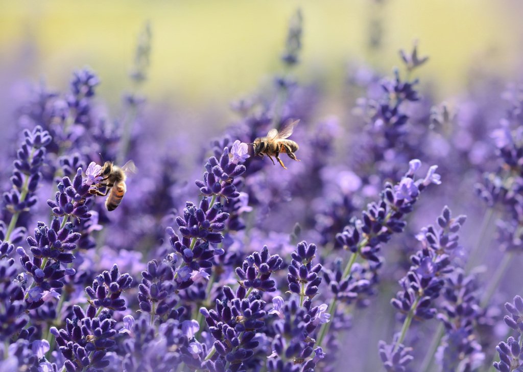 lasfriegas's tweet photo. Romero y Lavanda. Hierbas de Hoy y Para Siempre… https://t.co/Dp2oeBlW5L https://t.co/pdAzeHuWhQ