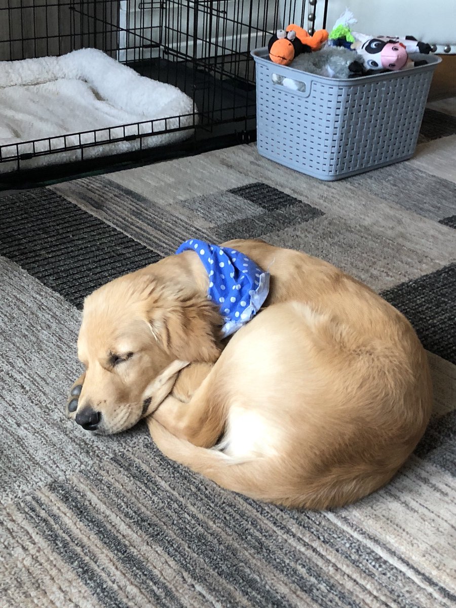 DSolberg's tweet photo. Retching, gagging, and vomiting up flowers and plants at 6 am is exhausting. Must rest up to destroy the rest of the flowers. #fallgardencleanup ๐ก https://t.co/84aN9z1mdm