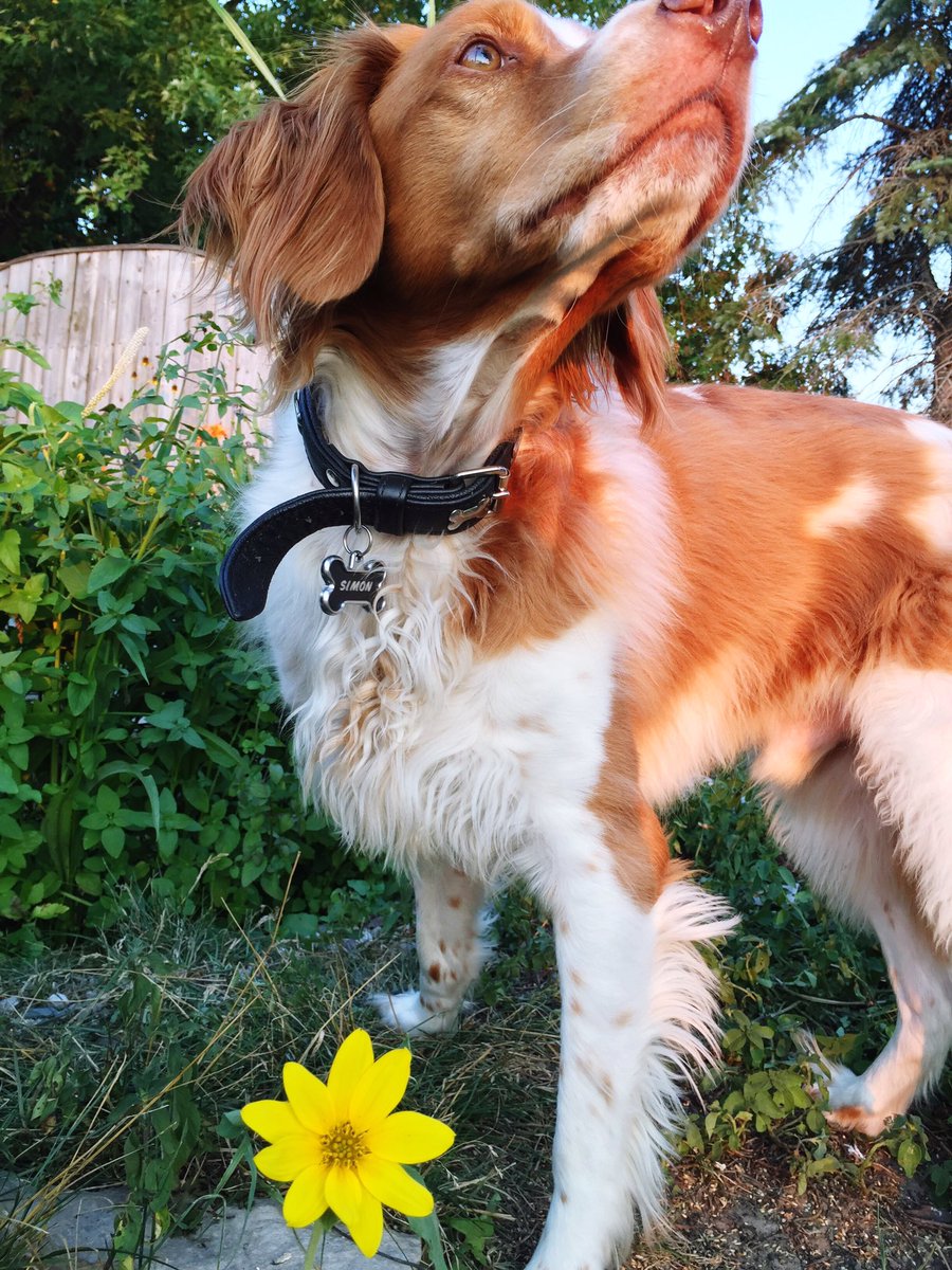 TeePeeCo's tweet image. #O2SPhoto Simon in the garden