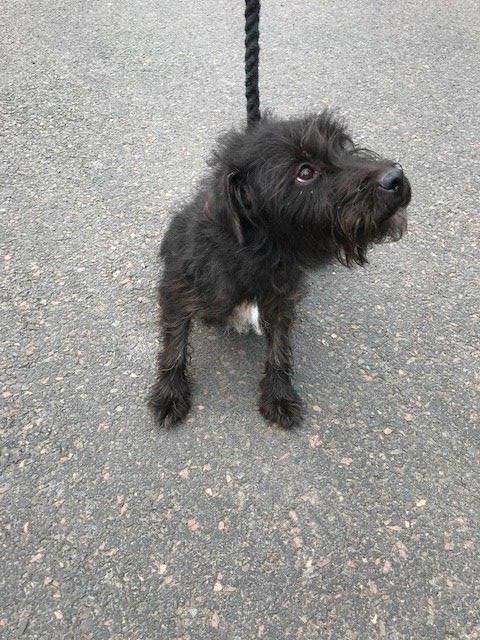 scotborders's tweet photo. Recognise this dog? He was handed in to Hawick Police Station today with no microchip. Please share and help us reunite the dog and owner #straydog https://t.co/zdnvirhFuN