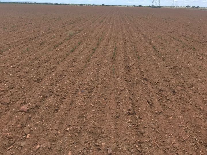 Los productores agrícolas con pérdidas en sus cultivos de maíz o frijol ya pueden solicitar su registro al seguro catastrófico. Incluso los ganaderos que sufrieran daños en su hato por la ausencia de lluvias, señaló el delegado de <a href="/Sagarpa_Durango/">SADER Durango</a> 

elsiglodedurango.com.mx/noticia/988121…