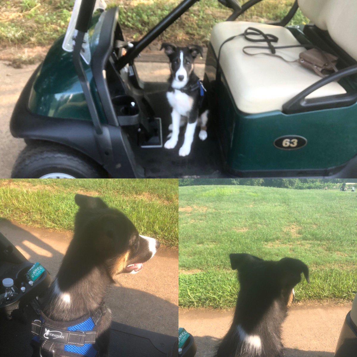 Goosedogs4Sale's tweet photo. Benson had a big time today helping sponsor a golf tournament! Everyone wanted a photo op with this 12-week old wonder-pup!! #raspberryfalls #golfcoursesuperintendent #justlikeapro #alreadysold #goosedogsforsale https://t.co/47GSrl7eln