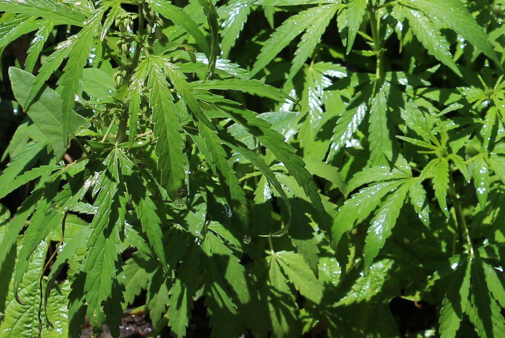Дикорастущая конопля наркотик как растить семена марихуаны