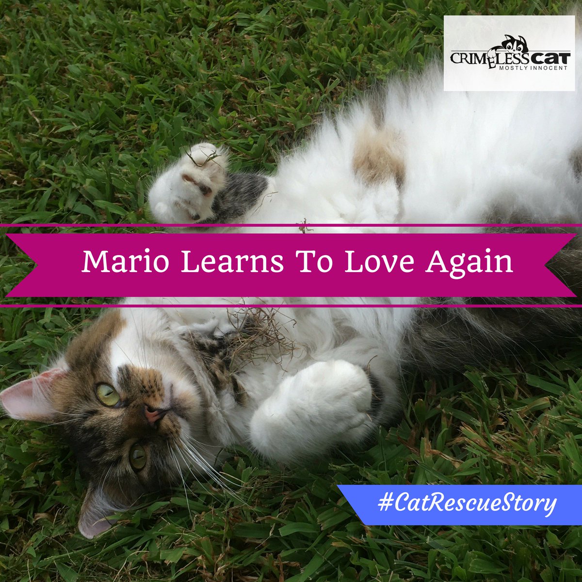 CrimelessCat's tweet photo. #CatRescueStory Mario finds a lovely life with a family on a horse farm. https://t.co/BOlNxbjYlz https://t.co/I8yzf2tEsZ