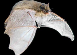 Fantastic report from our #InternationalBatNight walk at Woodwalton Fen NNR including seven different species of bat!
greatfen.org.uk/wild-night-gre… <a href="/NE_WestAnglia/">Natural England West Anglia Team</a> <a href="/wildlifebcn/">The Wildlife Trust for Beds, Cambs & Northants</a> <a href="/_BCT_/">Bat Conservation Trust</a> <a href="/Mammal_Society/">Mammal Society</a>