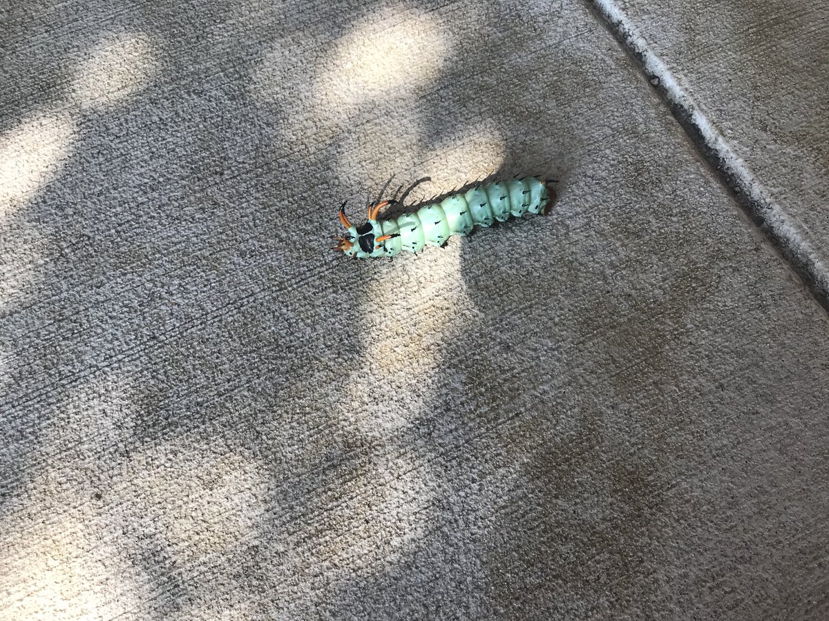 wambrose77's tweet image. Any idea of what kind of critter this is?  #bugzilla #caterpillar #entomology