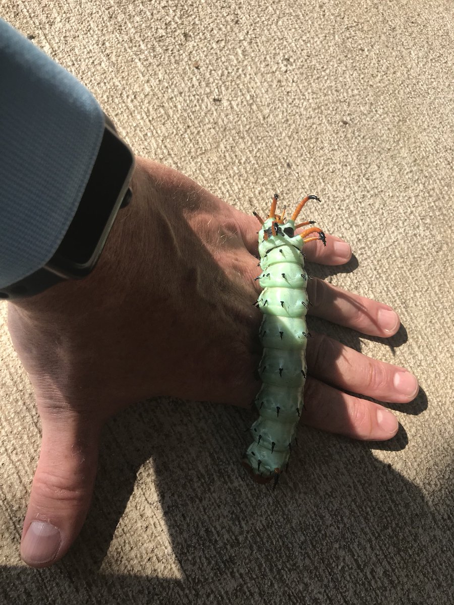 wambrose77's tweet image. Any idea of what kind of critter this is?  #bugzilla #caterpillar #entomology