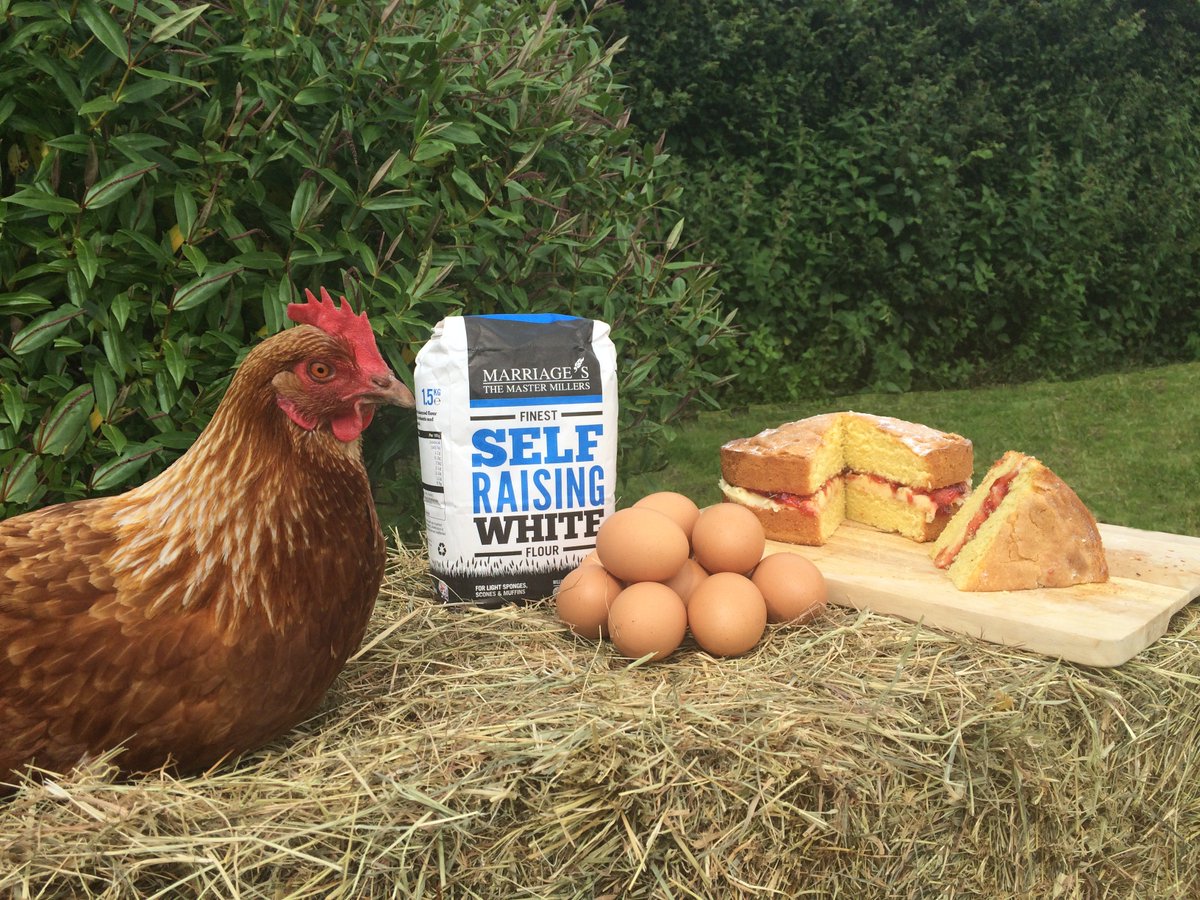MarriagesFeed's tweet photo. We're excited that the Great British Bake Off is back tonight. Who uses their own eggs to bake with? #GBBO #Baking #Eggs #FreeRange #Chicken #Duck #FedByMarriages #MarriagesFeed #MarriagesFlour #Cakes #Bread #Treats https://t.co/oCkVXYD3dd